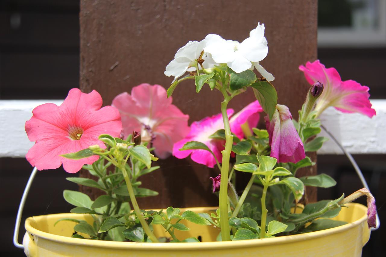 Serendib Bed And Breakfast Stratford Екстер'єр фото